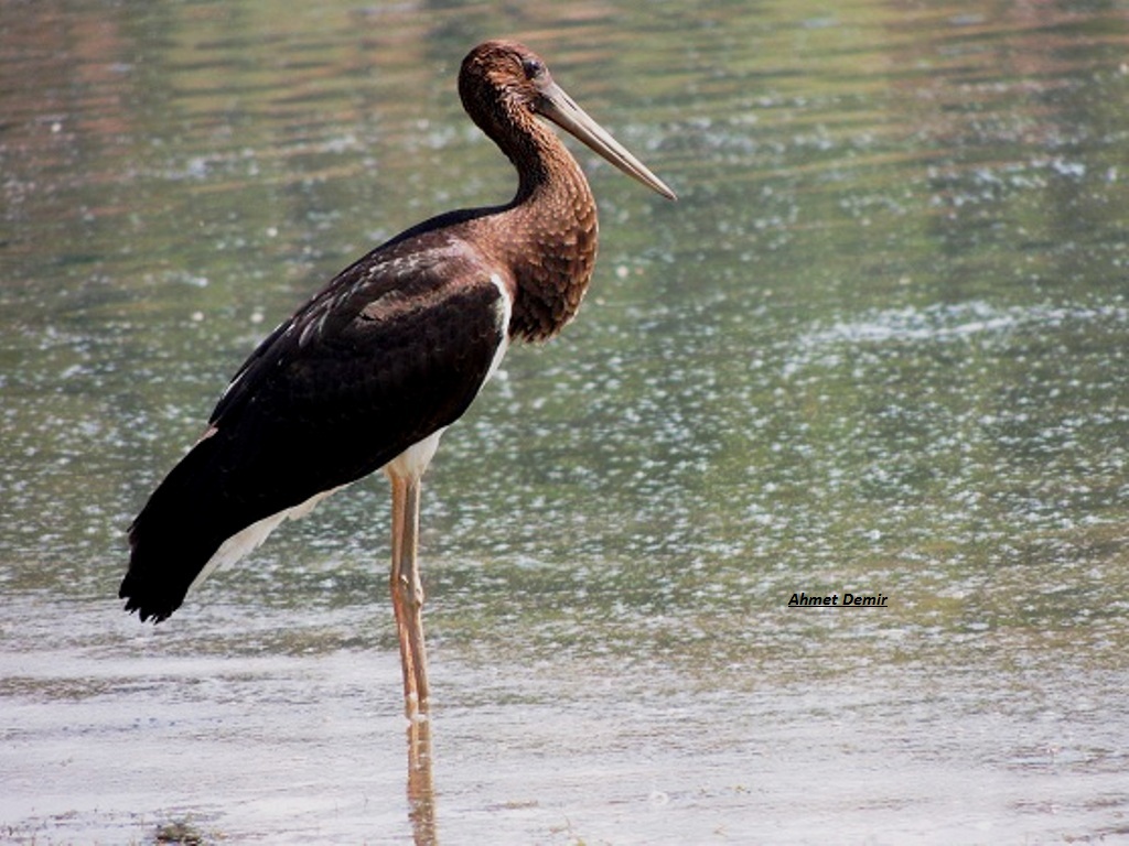 Black Stork